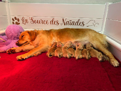 De La Source Des Naïades - Golden Retriever - Portée née le 13/10/2024