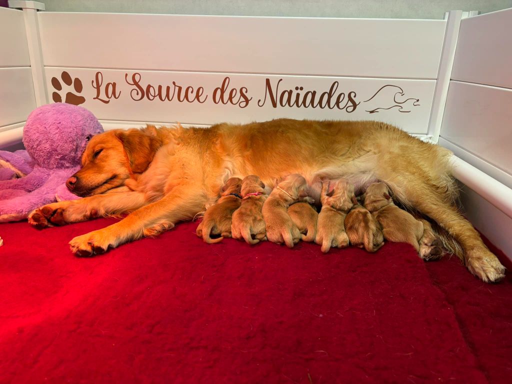 chiot Golden Retriever De La Source Des Naïades