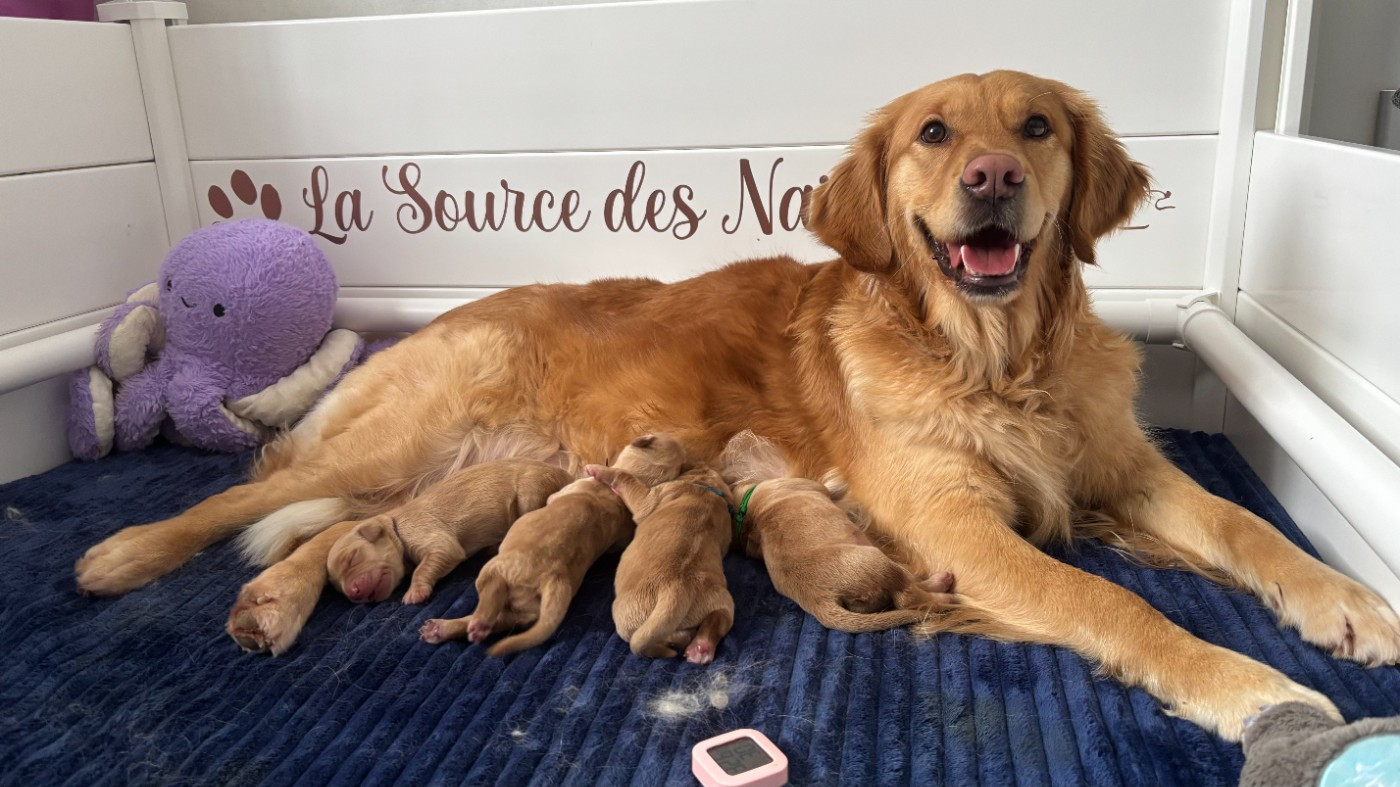 Le 4 papillons de Surya et Mistral sont nés